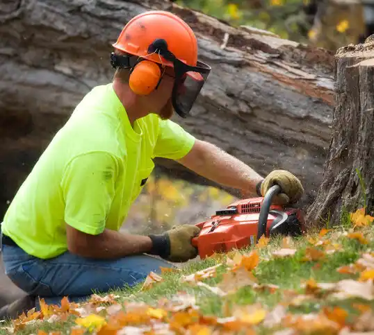 tree services Plainwell